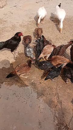 aseel hens