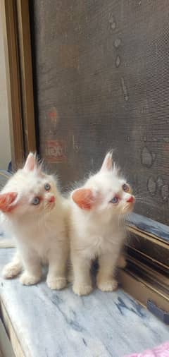 cat kittens