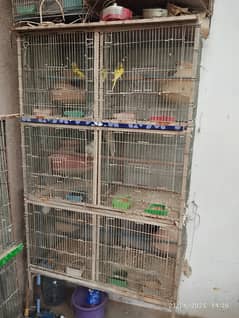 Birds