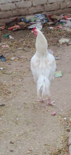 Aseel white heera umda quality