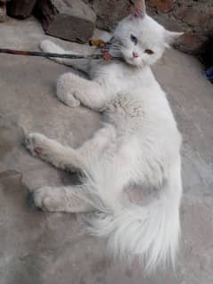 odd Persian cat