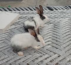 bunnies