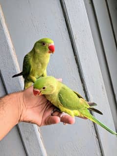 ringneck