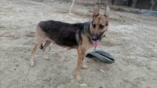 German shepherd stock code