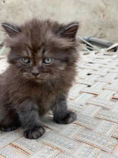 2 Cats (Kittens) for sale 1 Male & 1 Female 6K each Kitten!