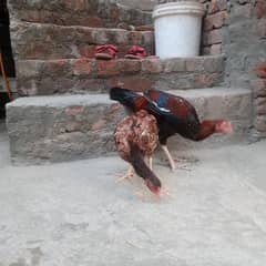 hense