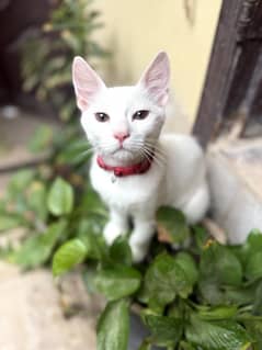 Persian cat