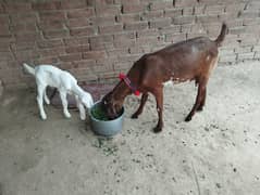 Maa Tedii, And Child Desi