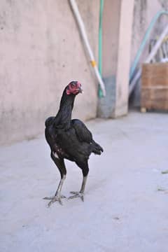Thai aseel