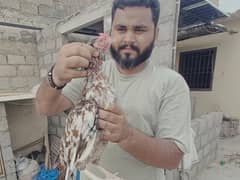Heri murgi aseel
