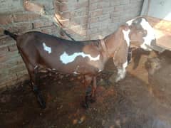 amritsari betal  bakra / breeder goat / lal daba / bakri