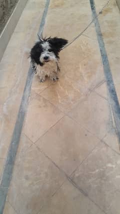 shitzu puppy/ Pup/ shitzu Dog / Dog for sale / shitzu