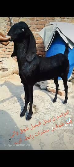 ماشاءاللہ خوبصورت بتل پیور کوالٹی میں فیمیل اور ناگرا ڈبہ میل