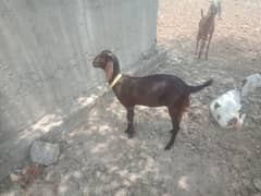 goat