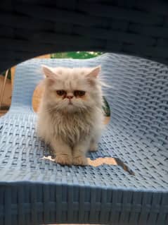 Persian Peke faced  male kitten triple coated