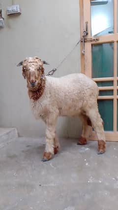 2 dant white eyes fresh cross