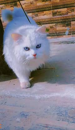 Triple Coated Blue-Eyes Persian Cat | Pregnant | High Quality Breed
