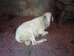 chatra for sale