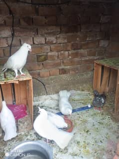 King  pigeons one teddy female