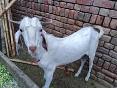 Goat