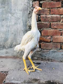 Shamo top quality and huge size female
