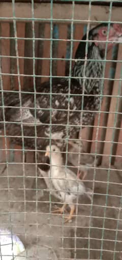 murghi with 2 chick