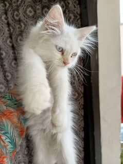 Persian male
