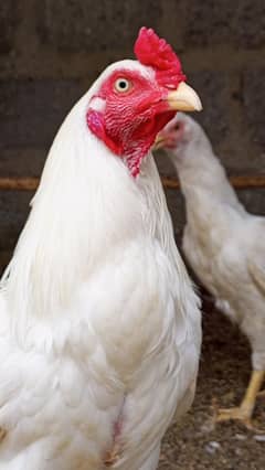 Heera Aseel Breeder Pair