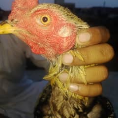 hen very nice