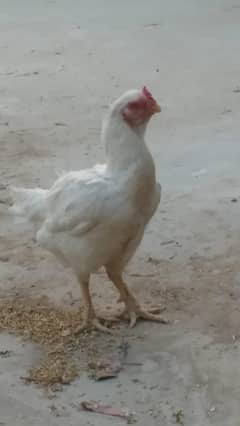 vip big heera murgi