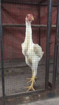 White o shamo male