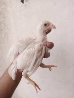 Heera chicks