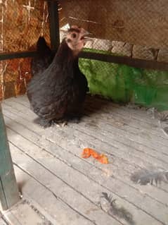 Bantam