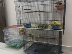 BUDGIE WHOLE SETUP SALE