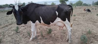 Australian Cow Sath Wachi