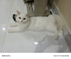 cat for sale