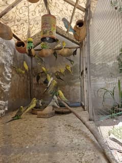 budgie parrots and BIG Cage