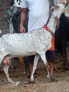 Makkhi
