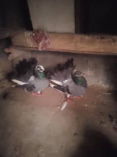 pigeon pair for sale