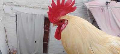 Desi: