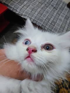 3 Persian cats for sale