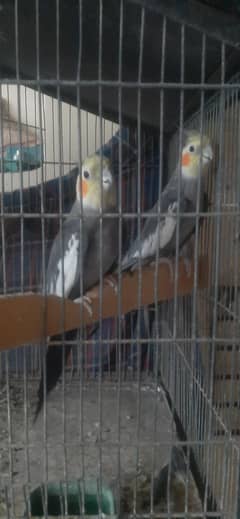 coactail breader pair