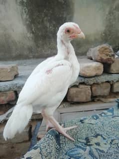 Pure Heera white chicks males and females