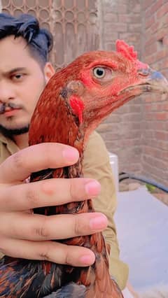 pakoya
