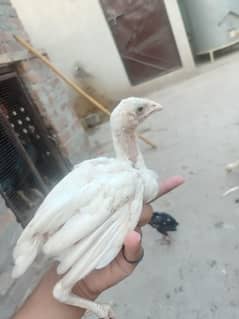 heera