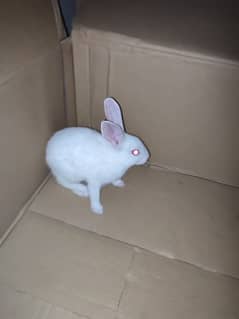 Florida white rabbit red eye