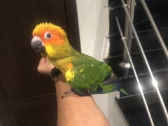 sun conure for sale in lahore