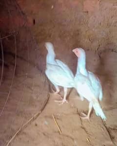 white aseel chicks