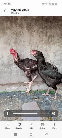 samo murga or kali tagi madi good pair