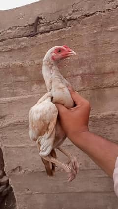 Top quality Mianwali bloodline 4 month female